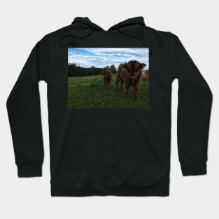 Scottish Highland Cattle Calves 1797 Hoodie